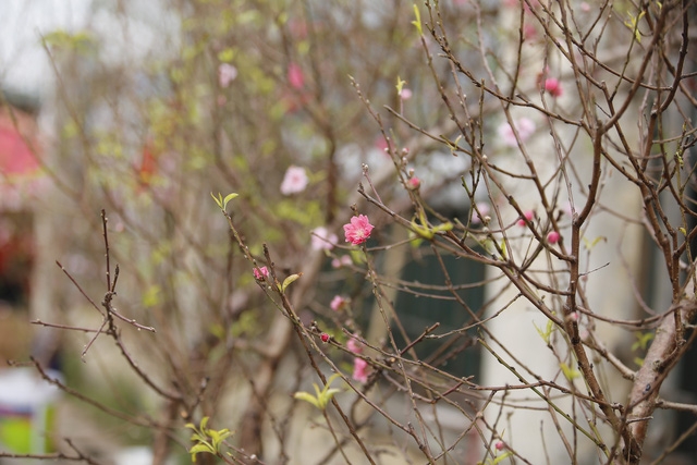 Phố đào Tết đã nhộn nhịp sắc Xuân - Ảnh 7.