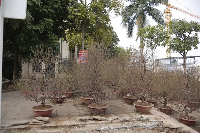 Phố đào Tết đã nhộn nhịp sắc Xuân - Ảnh 8.