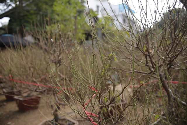 Phố đào Tết đã nhộn nhịp sắc Xuân - Ảnh 9.