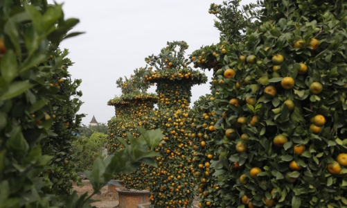 Quất cảnh dáng lộc bình đã sẵn sàng để đón Tết