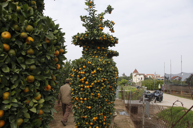 Quất cảnh dáng lộc bình đã sẵn sàng để đón Tết - Ảnh 2.