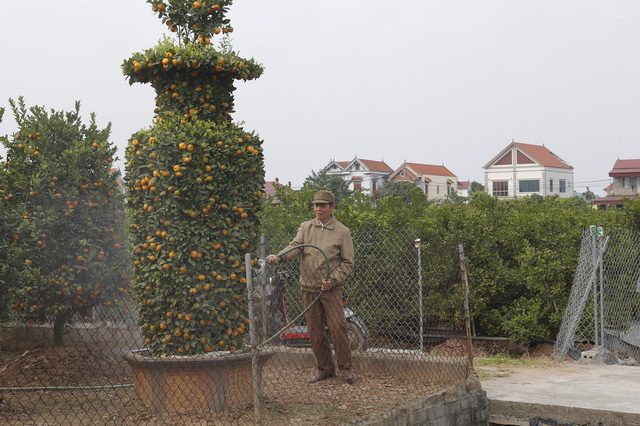 Quất cảnh dáng lộc bình đã sẵn sàng để đón Tết - Ảnh 1.