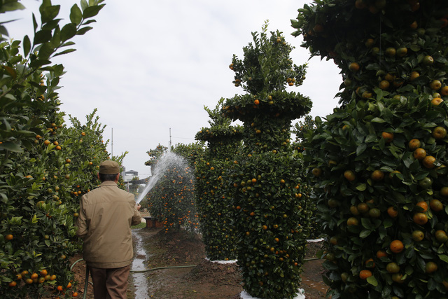 Quất cảnh dáng lộc bình đã sẵn sàng để đón Tết - Ảnh 4.