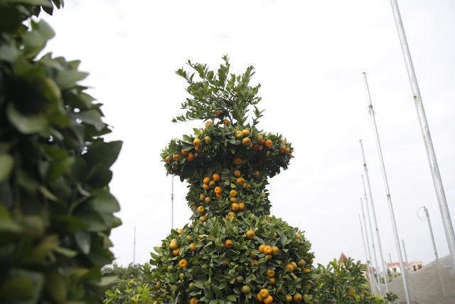 Quất cảnh dáng lộc bình đã sẵn sàng để đón Tết - Ảnh 6.