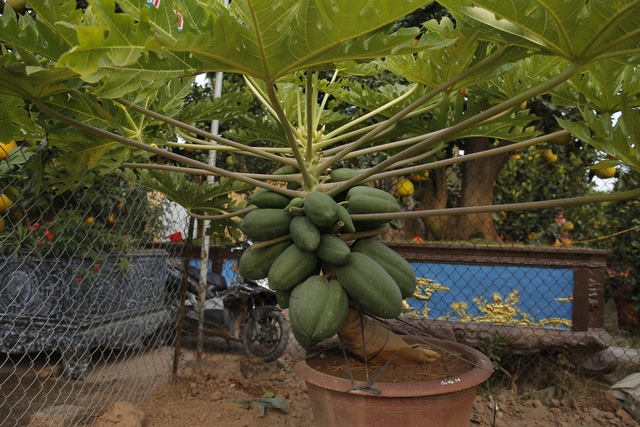 Cây đu đủ bonsai bày Tết được nhiều người săn lùng - Ảnh 2.