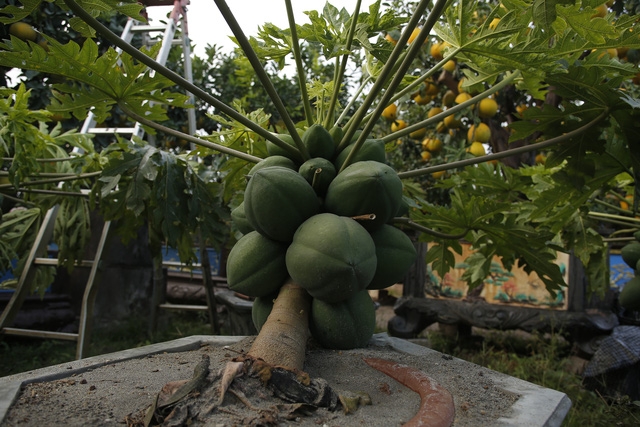 Cây đu đủ bonsai bày Tết được nhiều người săn lùng - Ảnh 5.