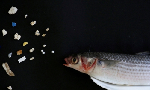 Hạt vi nhựa nhiễm trong loại hải sản nào nhiều nhất?