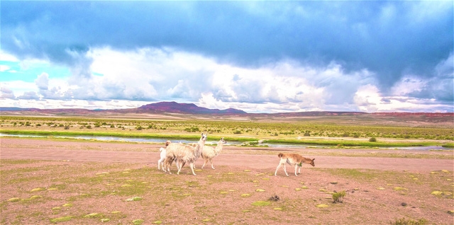 Check-in đường chân trời ở Bolivia - Ảnh 14.
