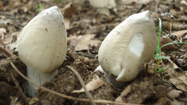 Dân thành thị ngóng chờ mùa nấm mối - Ảnh 1.