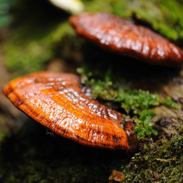 Thực hư việc nấm lim xanh trị bách bệnh - Ảnh 2.