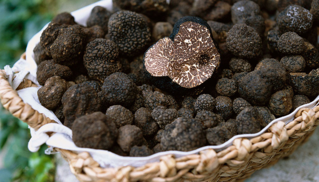 Truffle – loại nấm đắt như kim cương - Ảnh 1.