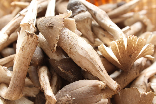 Dân thành thị ngóng chờ mùa nấm mối - Ảnh 3.