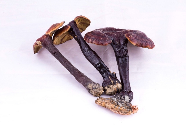 Thực hư việc nấm lim xanh trị bách bệnh - Ảnh 3.