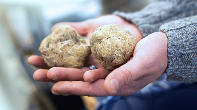Truffle – loại nấm đắt như kim cương - Ảnh 3.