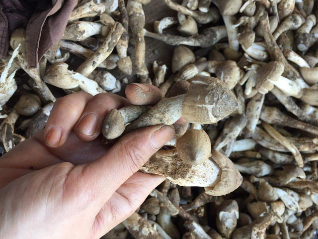 Dân thành thị ngóng chờ mùa nấm mối - Ảnh 2.