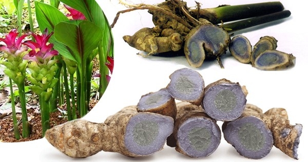 Bạn đã biết công dụng của nghệ đen? - Ảnh 2.