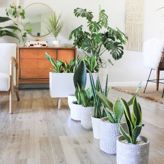 10 mẹo nhỏ để nhà mát mà không cần điều hòa   - Ảnh 3.