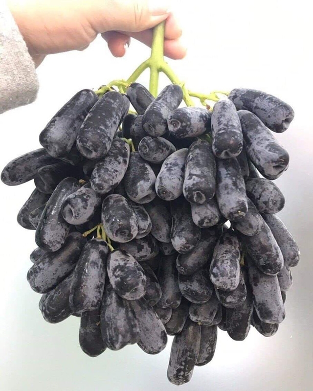 Tranh thủ thưởng thức nho Úc nhập khẩu trước khi hết mùa - Ảnh 1.