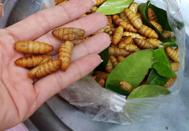 Mùa nhộng tằm, lưu ý khi chọn mua và chế biến - Ảnh 1.