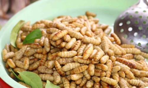 Mùa nhộng tằm, lưu ý khi chọn mua và chế biến
