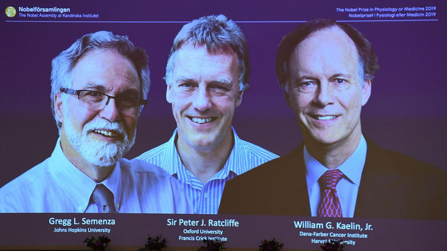 Giải Nobel Y học 2019 đã có chủ - Ảnh 2.