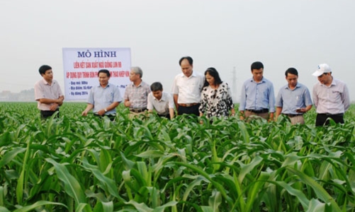 Hàng loạt giải pháp “hút” doanh nghiệp vào nông nghiệp