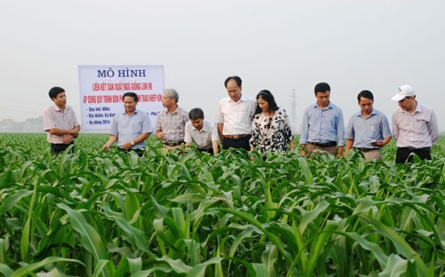 Theo Phó thủ tướng, doanh nghiệp đóng vai trò quan trọng quyết định trong việc định 
hướng liên kết giữa doanh nghiệp với nông dân, các đối tác của nông dân 
và liên kết giữa các doanh nghiệp với nhau để kết nối với thị trường. 