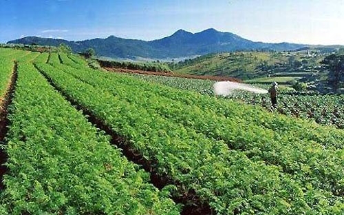 Qua khảo sát, Ngân hàng Nhà nước dự kiến sẽ lựa chọn khoảng 20 mô hình liên kết giữa doanh nghiệp với hộ nông dân để thí điểm cho vay theo chương trình này.<br>