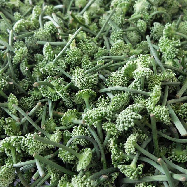 Nụ hoa tam thất giúp hạ huyết áp hiệu quả - Ảnh 1.