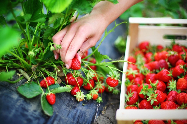 Thực phẩm hữu cơ có thực sự tốt? - Ảnh 1.