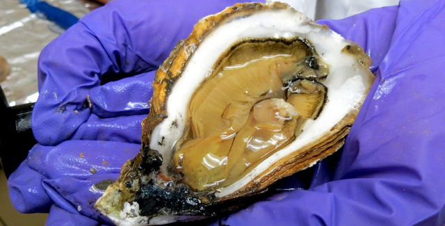 Hạt vi nhựa nhiễm trong loại hải sản nào nhiều nhất? - Ảnh 1.