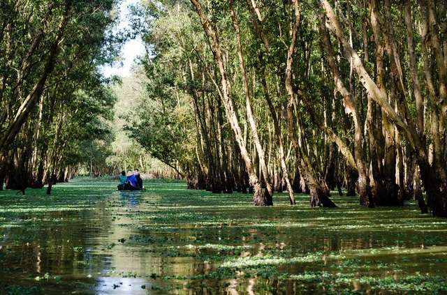 Mùa thu về miền Tây ngắm rừng tràm Trà Sư - Ảnh 1.