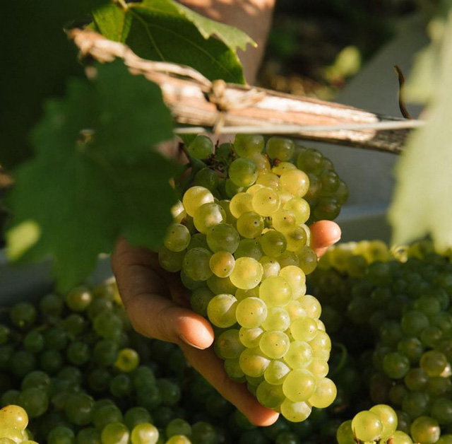 Năm mới, tình yêu và Champagne - Ảnh 2.