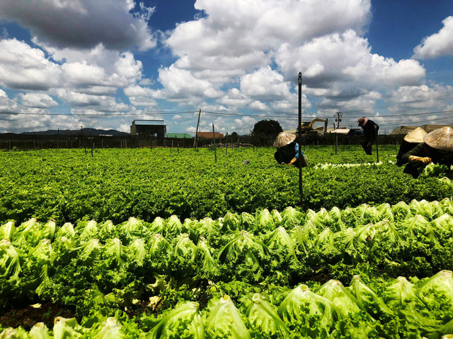 Phục vụ Tết Dương lịch: khuyến mãi mạnh thực phẩm - Ảnh 1.