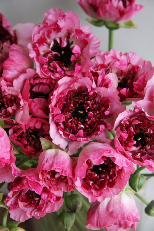 Check-in cùng những loài hoa hiếm của Nhật Bản ngay tại Hà Nội - Ảnh 1.