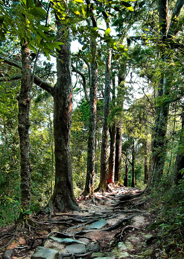 Cùng chiêm bái những di sản quý giá của chốn địa linh Yên Tử - Ảnh 2.