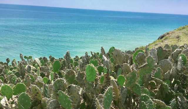 Phú Yên: đặc sản níu chân người - Ảnh 2.