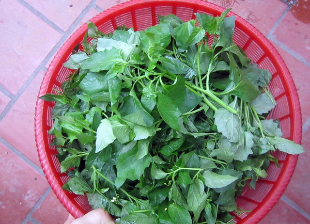 Rau rừng về phố và đắt khách - Ảnh 3.
