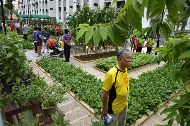 Xu hướng vườn rau cộng đồng tại Singapore - Ảnh 6.