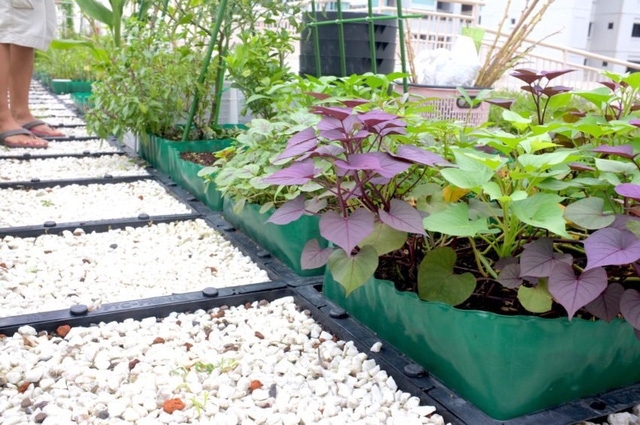 Xu hướng vườn rau cộng đồng tại Singapore - Ảnh 3.