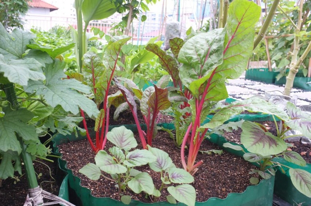 Xu hướng vườn rau cộng đồng tại Singapore - Ảnh 4.