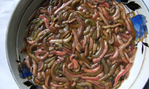 Mùa rươi xuống phố, khách sành ăn hào hứng săn lùng