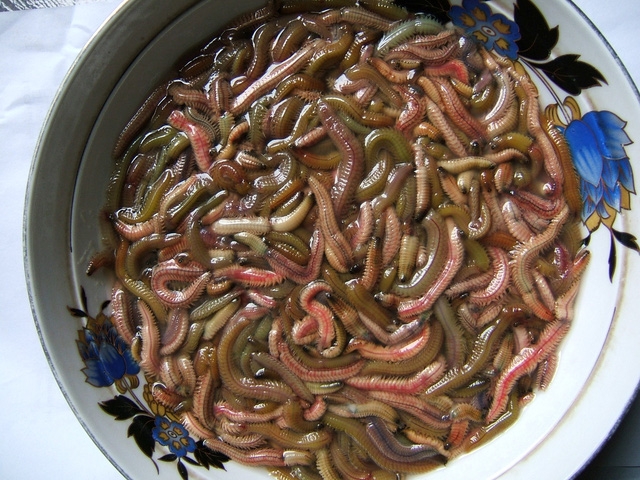 Háo hức ngóng đợi mùa chả rươi Tứ Kỳ - Ảnh 1.