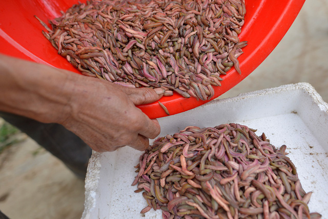 Mùa rươi xuống phố, khách sành ăn hào hứng săn lùng - Ảnh 1.