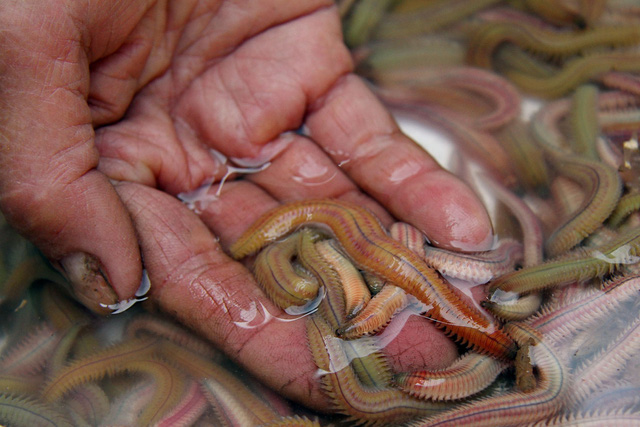 Mùa rươi xuống phố, khách sành ăn hào hứng săn lùng - Ảnh 2.