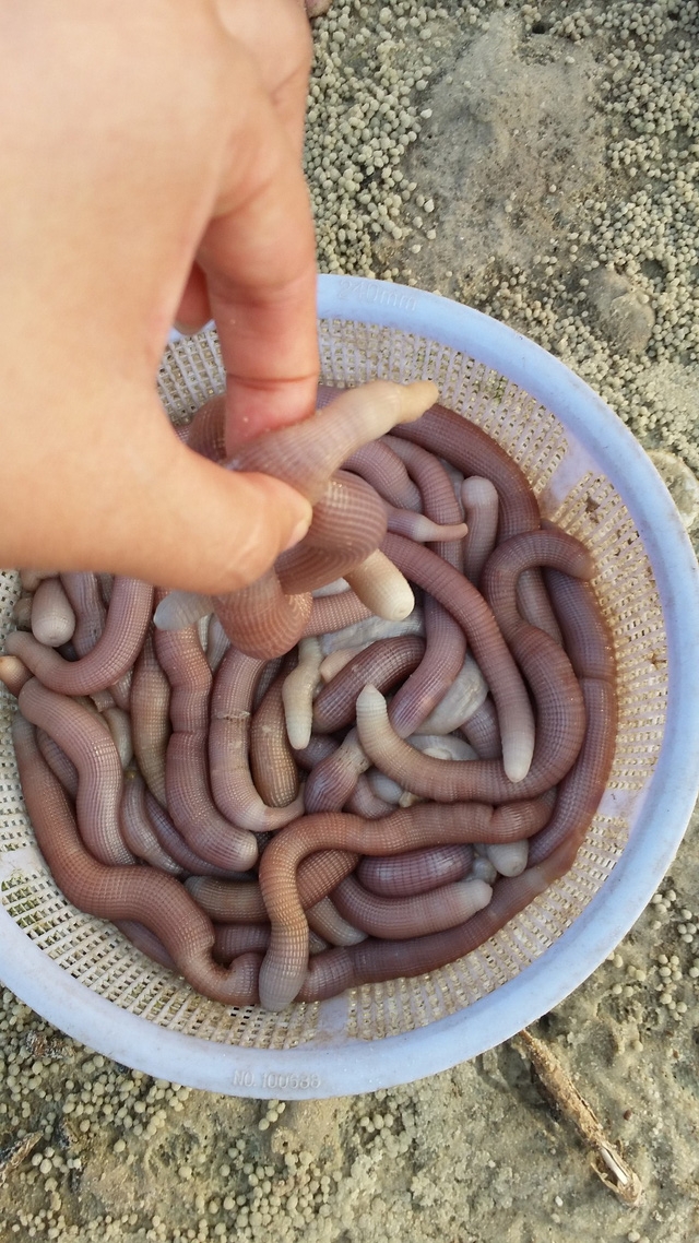 Sá sùng: món ăn đại bổ - Ảnh 1.