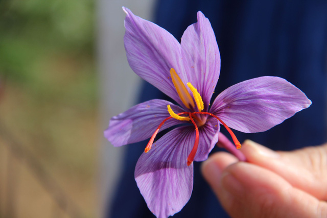 Tỉnh táo để phân biệt saffron thật – giả - Ảnh 1.