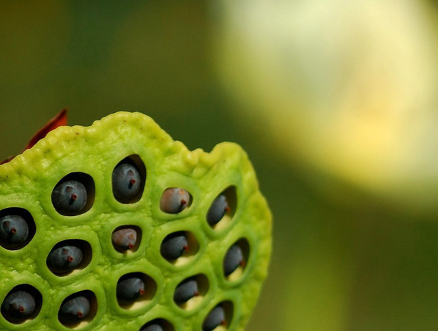 Vào mùa, tranh thủ thưởng thức hạt sen tươi - Ảnh 3.