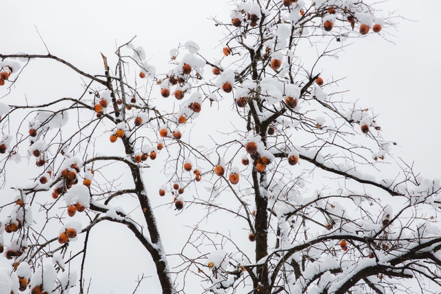 Shirakawa-go: làng cổ đẹp như tranh của Nhật Bản - Ảnh 6.