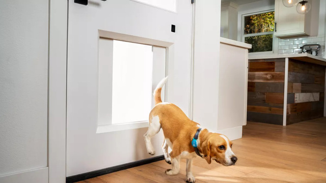 Cửa thông minh cho nhà có thú cưng - Ảnh 1.